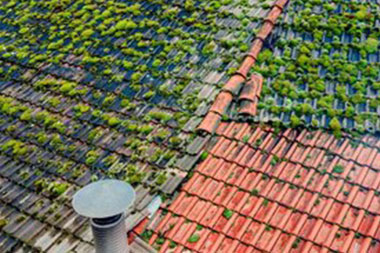 Bellevue roof moss removal professionals in WA near 98006